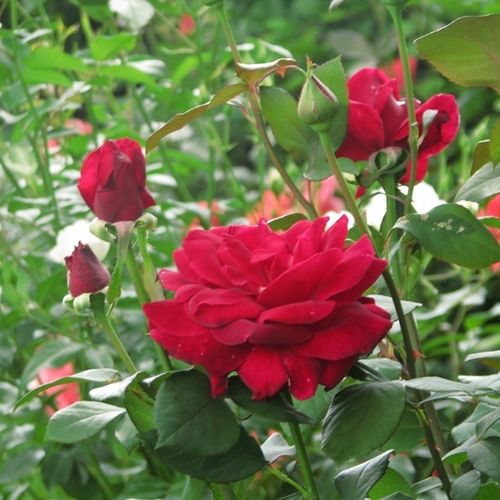 Rojo escarlata-carmesí - Árbol de Rosas Híbrido de Té - rosal de pie alto- forma de corona de tallo recto